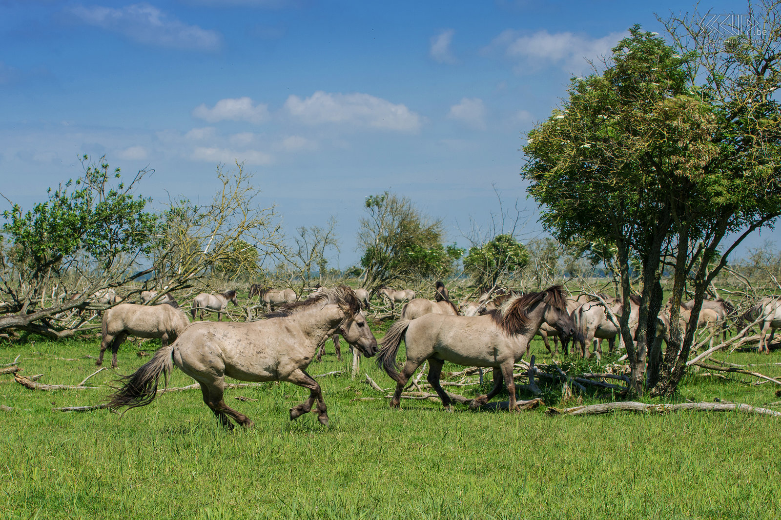 Konik paarden - Oostvaardersplassen De Oostvaardersplassen in Flevoland is het grootste nationale park in Nederland. Het is een groot moerasgebied met rietvlaktes, ruige graslanden en waterplassen waar duizenden vogels zoals ganzen, lepelaars, aalscholvers, reigers, ... vertoeven. 25 jaar geleden werden er ook edelherten, heckrunderen en konik paarden uitgezet. Nu leven er ongeveer 1000 wilde paarden, de grootste populatie in Europa. De konik is van oorsprong een Pools en Wit-Russisch klein wild paard. Ze leven in grote groepen met veel veulens en er is vaak veel interactie en zelfs gevechten. Het is fantastisch om tussen de vele paarden te kunnen vertoeven. Stefan Cruysberghs